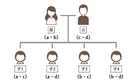 図1　親子間のDNA型の遺伝子形式（常染色体）